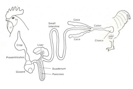 Function and nutritional roles of the avian caeca: a review