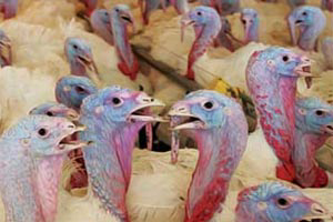 Russia to boost turkey consumption in the coming years
