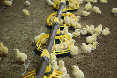 3 ways to optimise feed costs. Photo: Jan Willem van Vliet