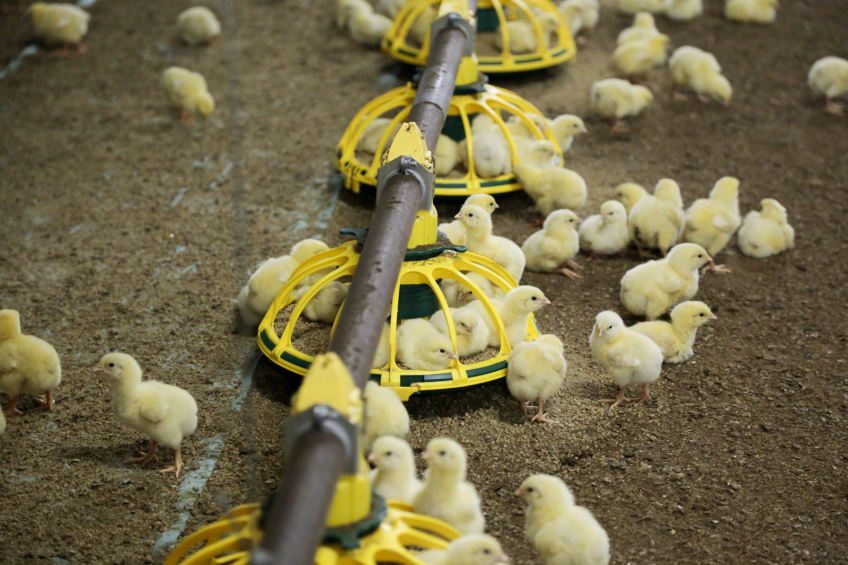 3 ways to optimise feed costs. Photo: Jan Willem van Vliet