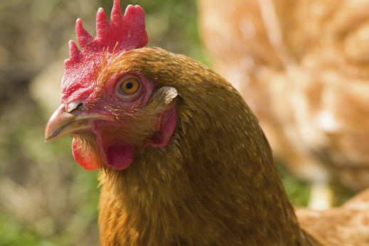 Second outbreak of bird flu in backyard poultry flock. Photo: Mint Images/Rex/Shutterstock