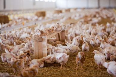 Hubbard JA87 broilers for Freedom Food production