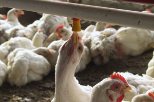 The use of acidifiers in controlling Salmonella