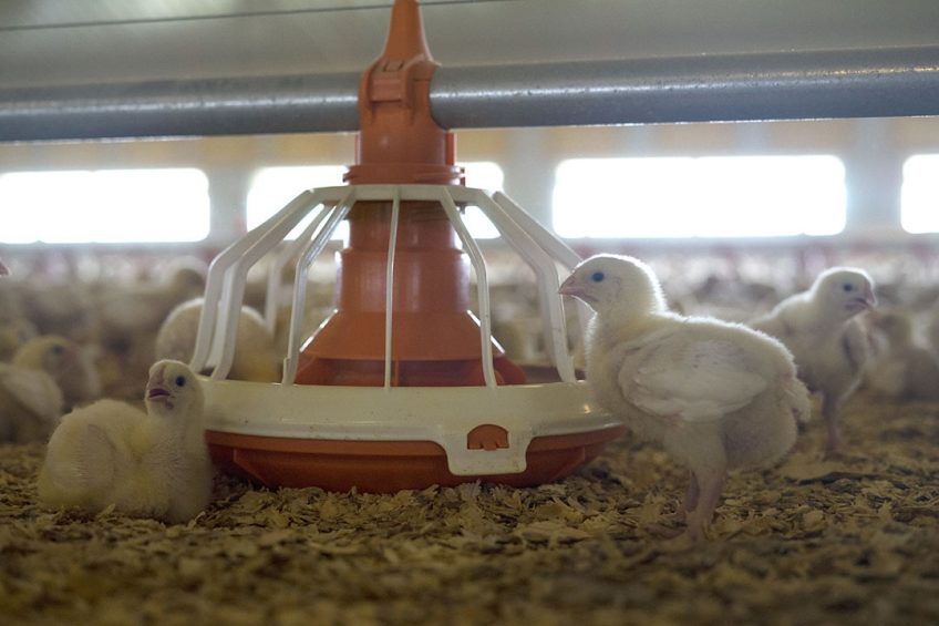 Coccidiostats: Antibiotic or feed additive? Photo: Fabian Brockötter