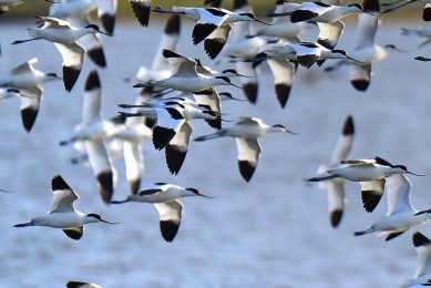 Study shows potential of H5N1 AI virus to cause pandemic. Photo: Pixabay