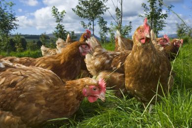 Poultry Health Management open for registration. Photo: Design Pics Inc/Rex/Shutterstock