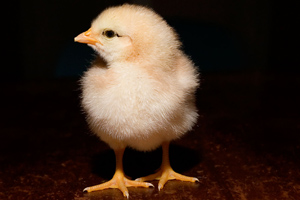 CJ Indonesia to produce a hundred million broiler DOC