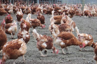 Uniform standards for organic production