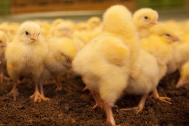 ForFarmers launches new line of broiler feeds. Photo: Mark Pasveer