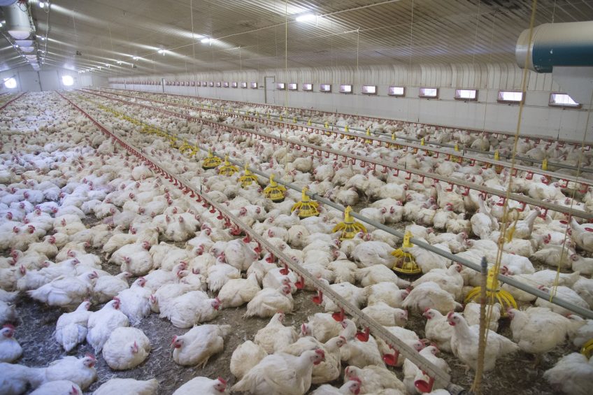 Photo: FLPA/John Eveson/REX/Shutterstock