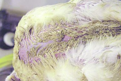 Photo credit: Wageningen UR Livestock Research