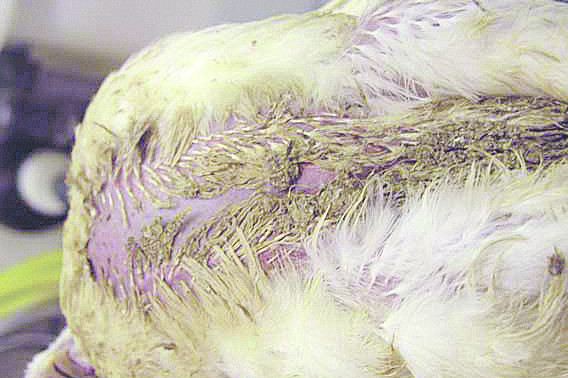 Photo credit: Wageningen UR Livestock Research