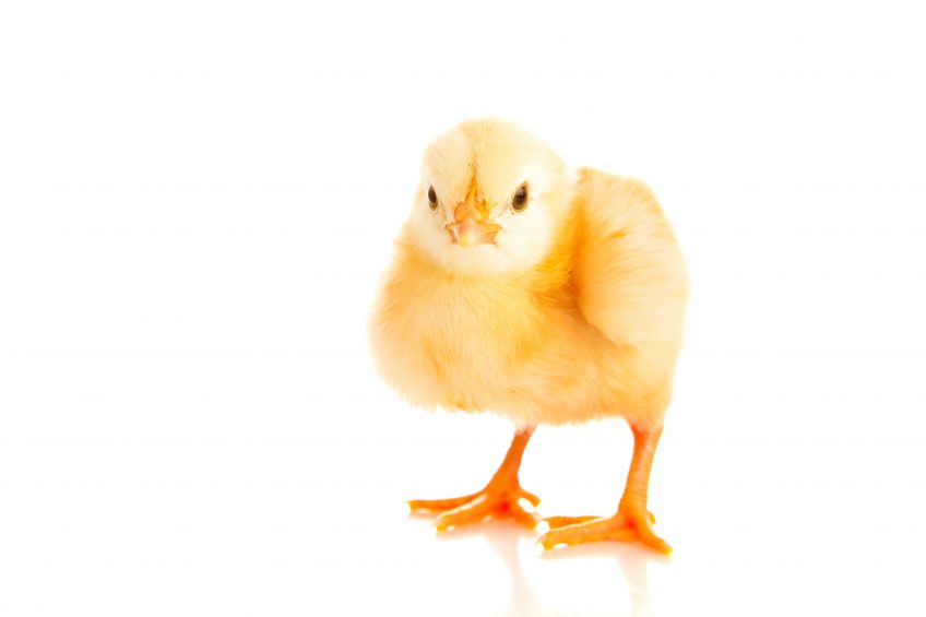 Photo: Shutterstock