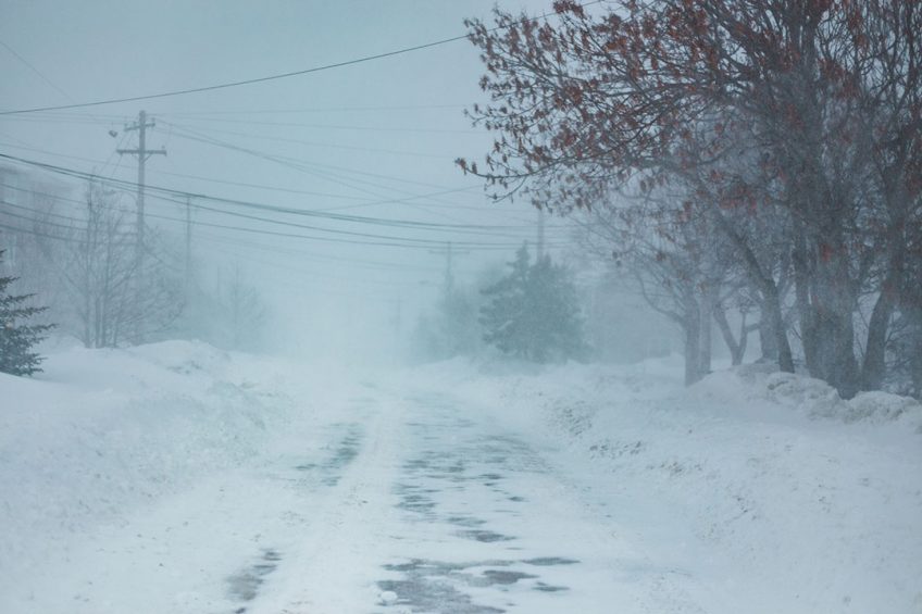Severe winter in the southern central US in February caused major disruptions to poultry production. Photo: Introspectivedsgn