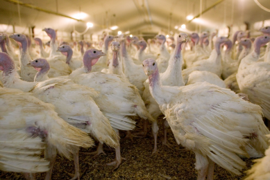 Europe produces around 30% of the world s turkey meat and it is in these birds that ORT is considered a problem. [Photo: Marco Vellenga]