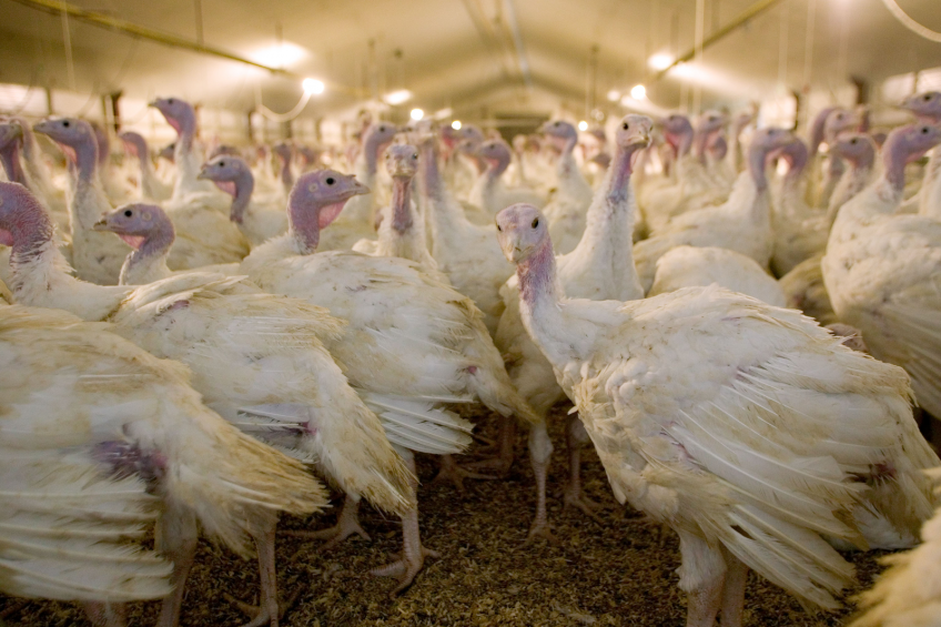Europe produces around 30% of the world s turkey meat and it is in these birds that ORT is considered a problem. [Photo: Marco Vellenga]