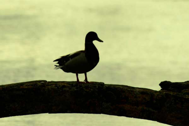 HPAI also found on British duck farm