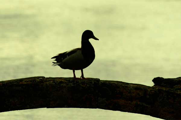 HPAI also found on British duck farm