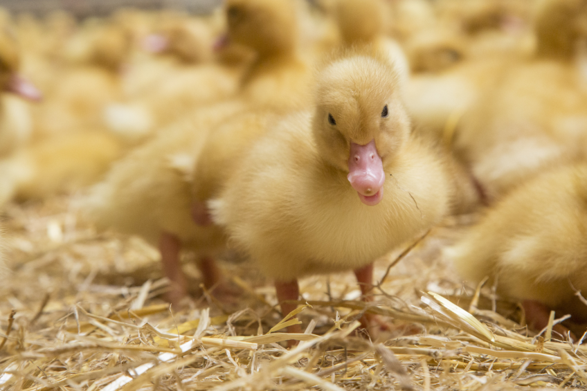 Donstar to build huge duck farm near Moscow
