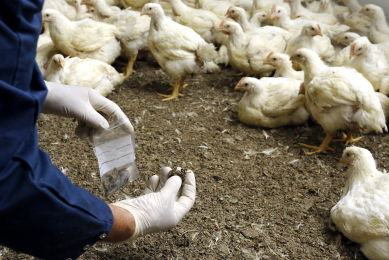 Diarrhoea and wet litter continue to be the signs most often associated with emerging cases of BE. [Photo: World Poultry]
