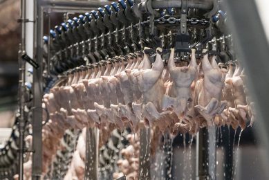 Halal poultry needs to be processed under strict guidelines, which are well established in Brazil. Photo: Koos Groenewold
