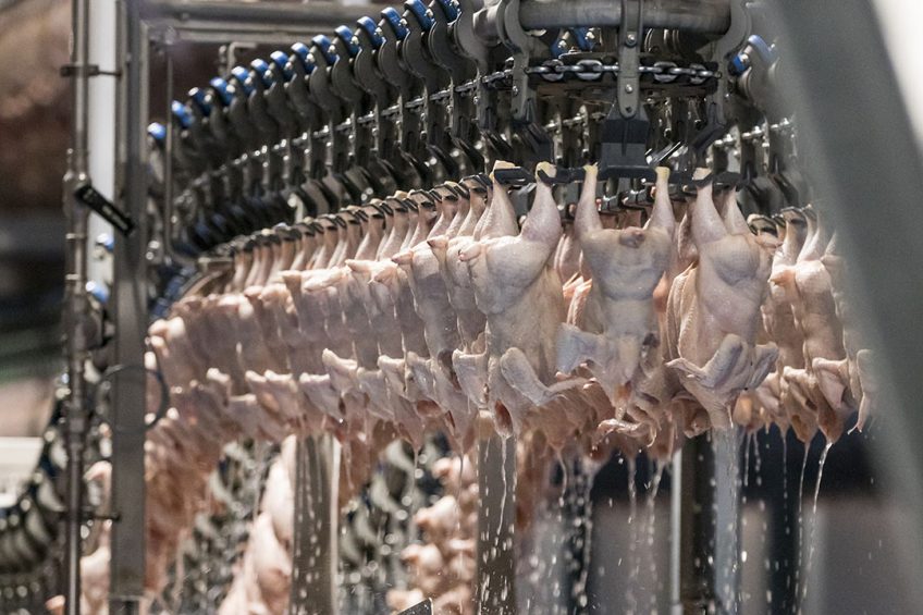 Halal poultry needs to be processed under strict guidelines, which are well established in Brazil. Photo: Koos Groenewold