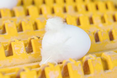 How do you get feathers on eggs?