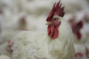 Seminar sheds light on broiler breeder management