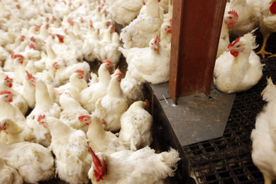 New case of highly pathogenic H5N2 AI in US