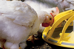 Research: Feeding Aspergillus awamori in broilers