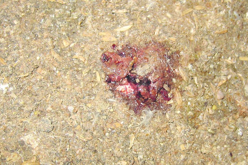 Blood in caecal droppings - sound alarm bells. Photo: Edward Mailyan