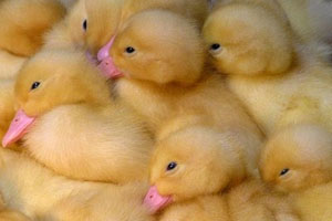 Donstar commissions Russia's largest duck farm