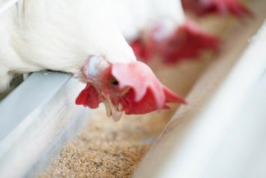 Designing poultry diets for digestion. Photo: Alltech