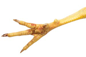 The lesions are primarily caused by wet and sticky litter, leading to damage and burns on the sole of the foot.