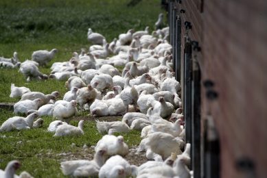 Effects of free-ranging on meat taste in slow-growing birds.  Photo: Henk Riswick
