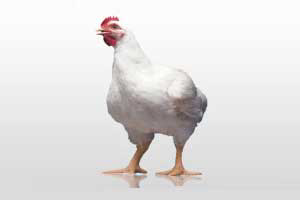 SA poultry producer opens hatchery in Mozambique
