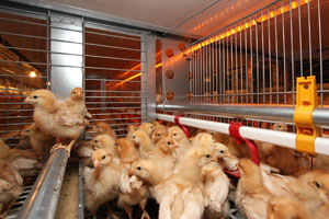 Jansen introduces winchable doors to rearing system