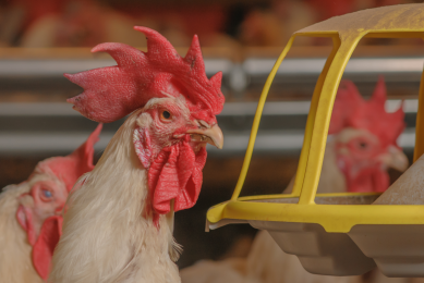 Spiking reduces fertility drop in older poultry flocks