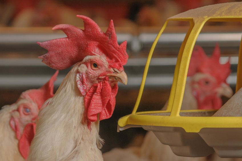 Spiking reduces fertility drop in older poultry flocks