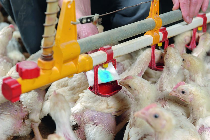 Colouring of the vaccine presolution gives an indication if the medicines are actually reaching the birds. Photo: Marcel Berendsen