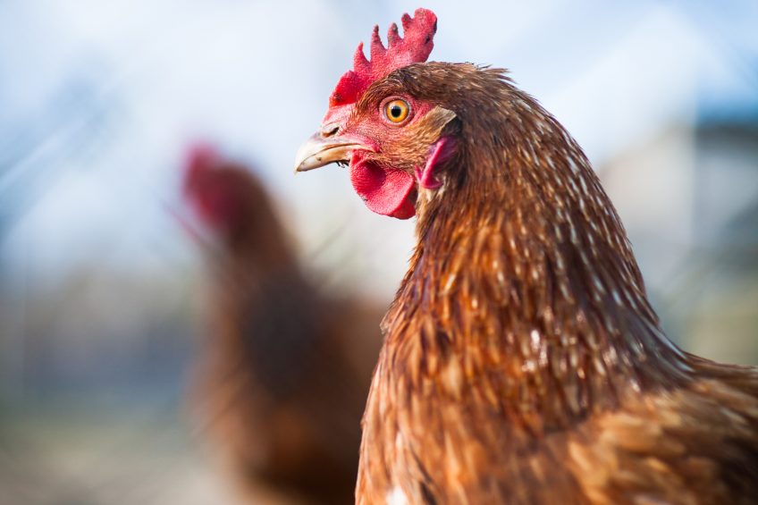 Cobb one step closer to the Chinese market. Photo: Shutterstock