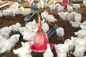 Significant drop in Punjab poultry farms