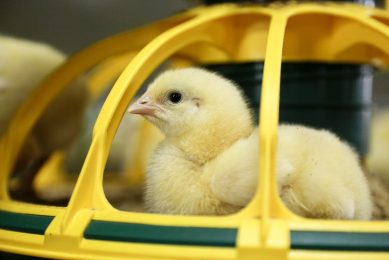 At week 1, there were no significant treatment differences for body weight or feed consumption values. It was observed that some chicks receiving the 10% ground teff treatment had incidences of fine, flour-like feed adhering to their beaks. Photo: Jan Willem van Vliet