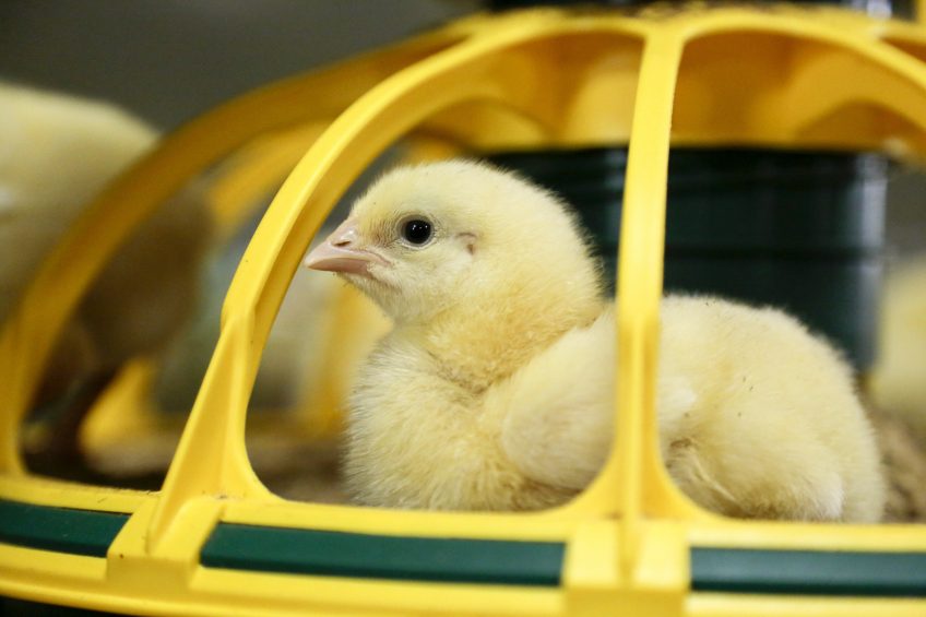 At week 1, there were no significant treatment differences for body weight or feed consumption values. It was observed that some chicks receiving the 10% ground teff treatment had incidences of fine, flour-like feed adhering to their beaks. Photo: Jan Willem van Vliet