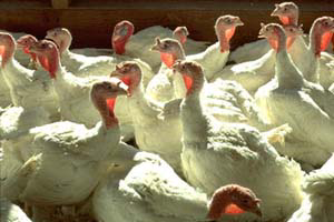 Turkeys culled in German LPAI outbreak