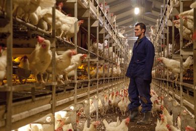 More than 500 eggs per hen housed was once a dream, but now a reality. Photo: Jan Willem Schouten