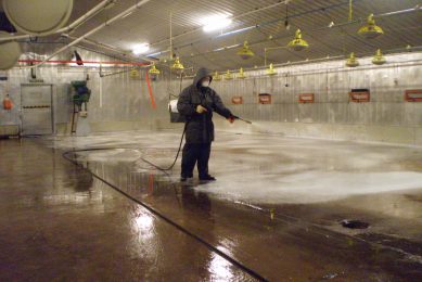 Although thorough cleaning and disinfection of the house is a best practice for all poultry, special care should be taken with houses that will be used to grow minimal AB parent stock. Photo: Aviagen
