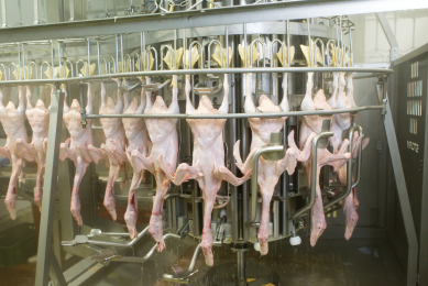 The ducks are processed at a high capacity plant with a current capacity of 4,000 ducks per hour. (Photos: Marel Stork]