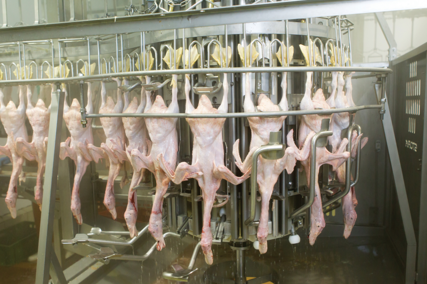 The ducks are processed at a high capacity plant with a current capacity of 4,000 ducks per hour. (Photos: Marel Stork]