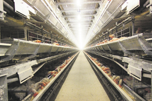 In addition to the environmental assays prior to transfer of pullets and at the depletion of flocks, monitoring is required at 45 weeks of age and at the completion of molting which are both regarded as periods of stress with the potential for vertical transmission of SE.